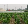 微噴帶廠家滴灌設備/山東雨澤節(jié)水