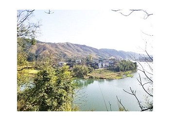 茶園加盟，茶山加盟，轉(zhuǎn)運(yùn)珍茶