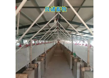 養(yǎng)豬場(chǎng)母豬妊娠初期母豬定位欄落地式定位欄懸空式定位欄