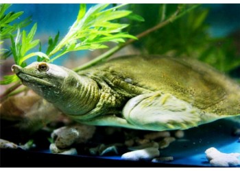 甲魚苗批發多少錢一斤，2023甲魚苗批發價格【含價格表】