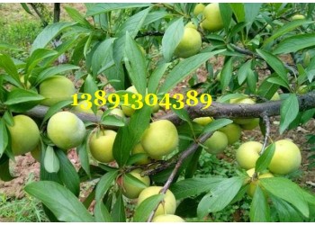 陜西李子價(jià)格|蜂糖李子產(chǎn)地|蜂糖李子種植基地